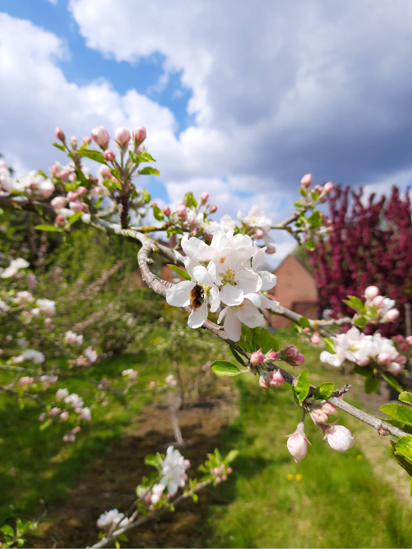 Bee on an apple flower