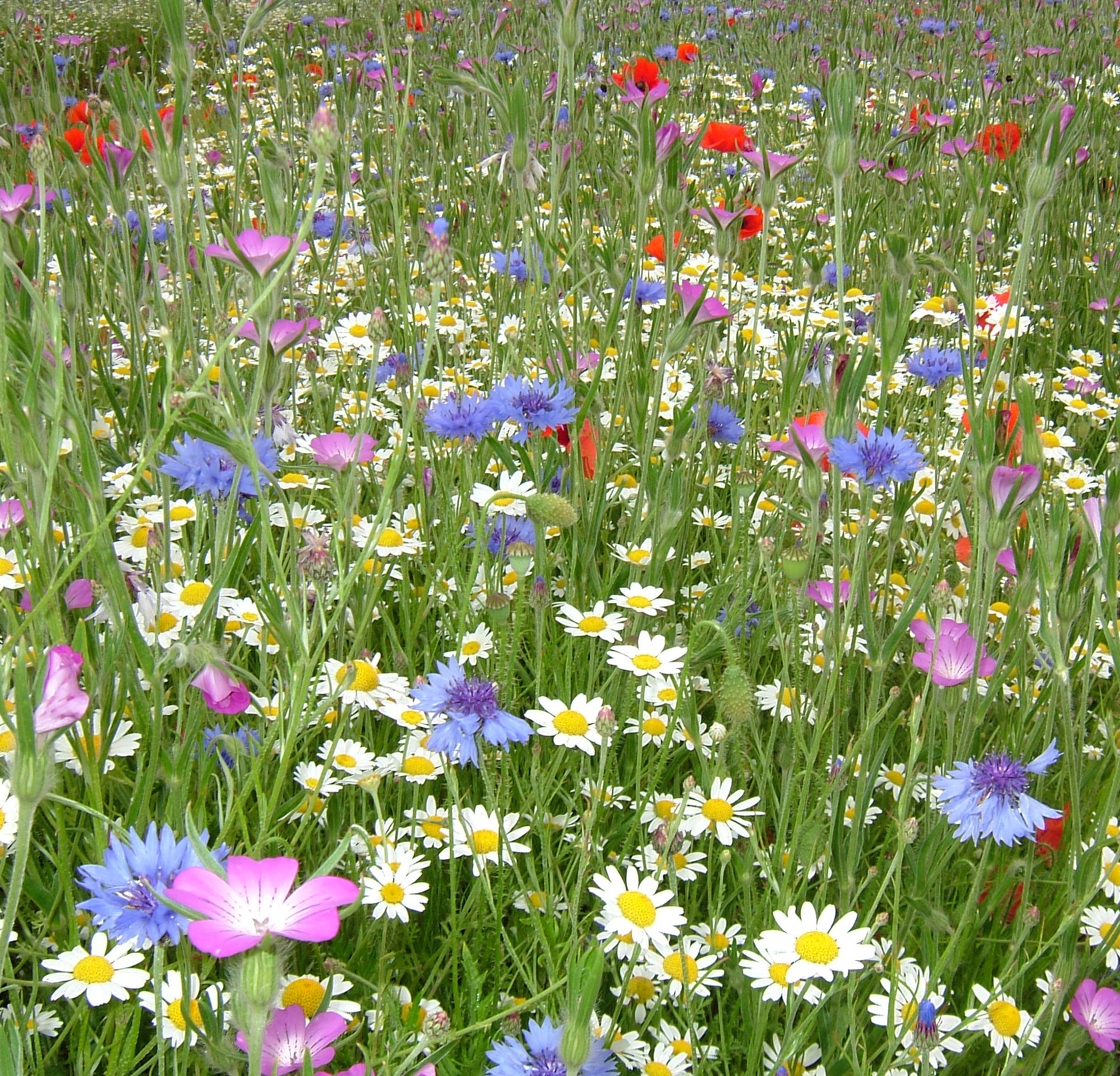 Wild flowers