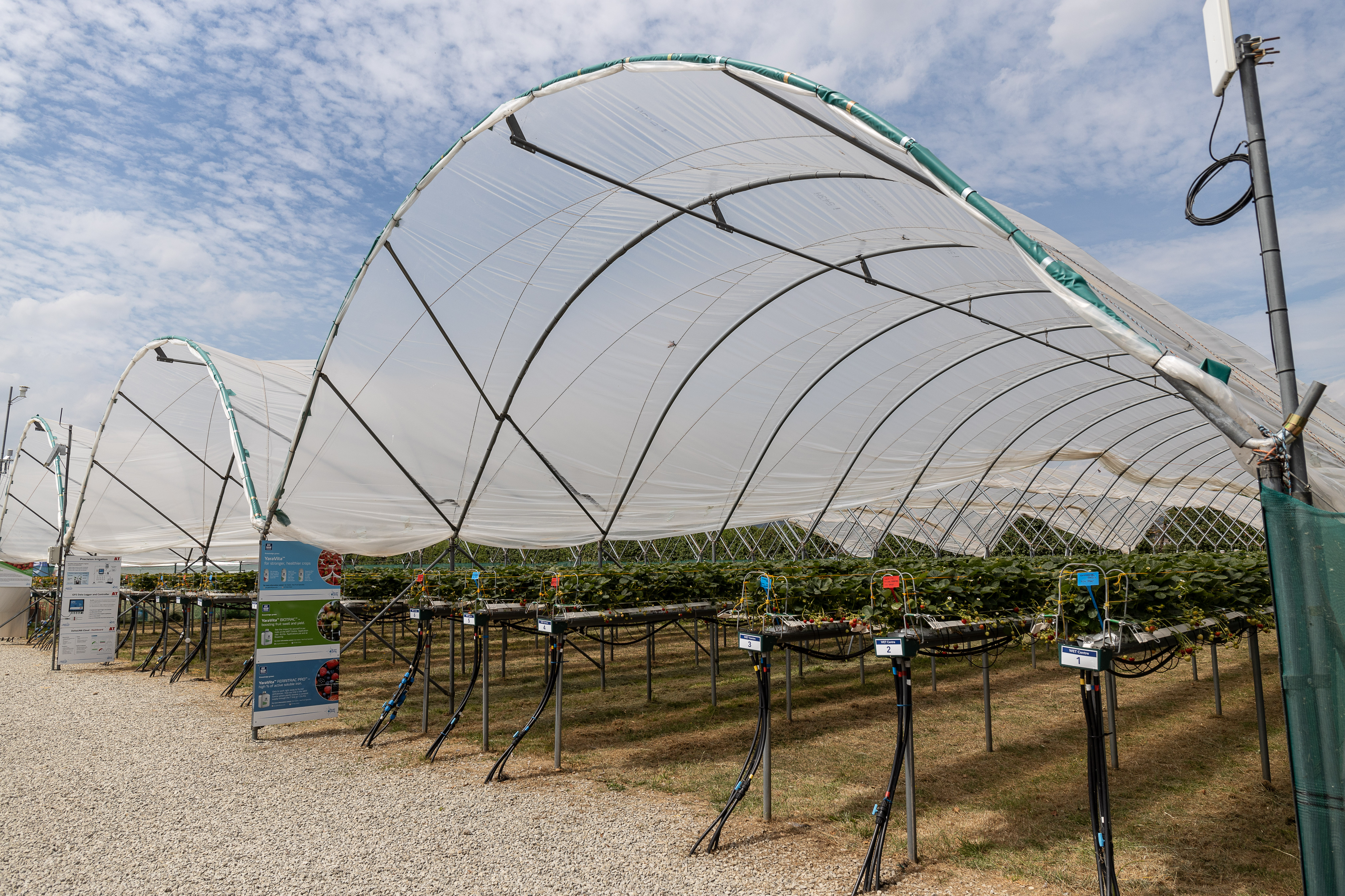 Commericial area of the WET Centre showing strawberries growing under a polytunnel