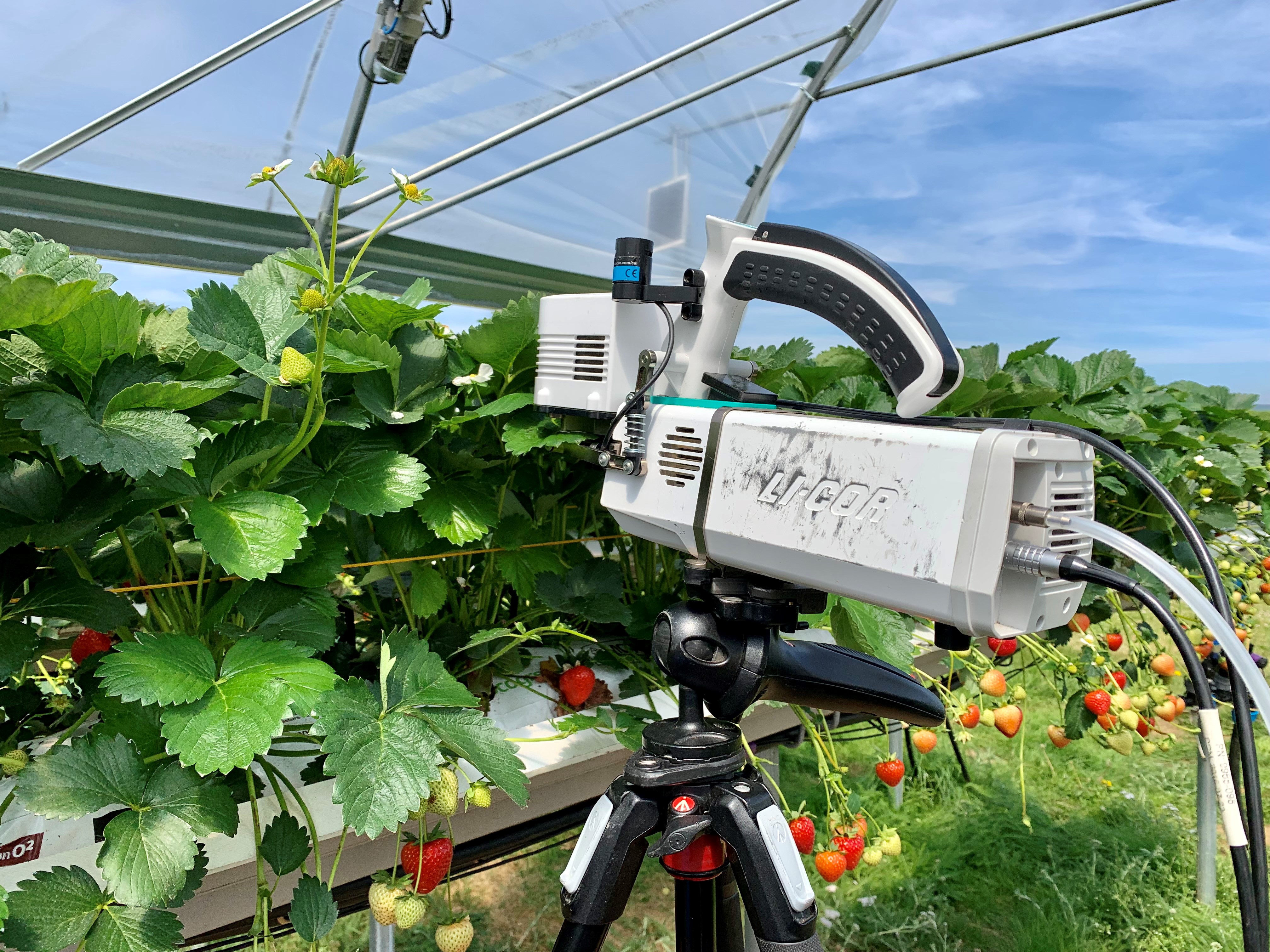Measuring photsynthetic activity