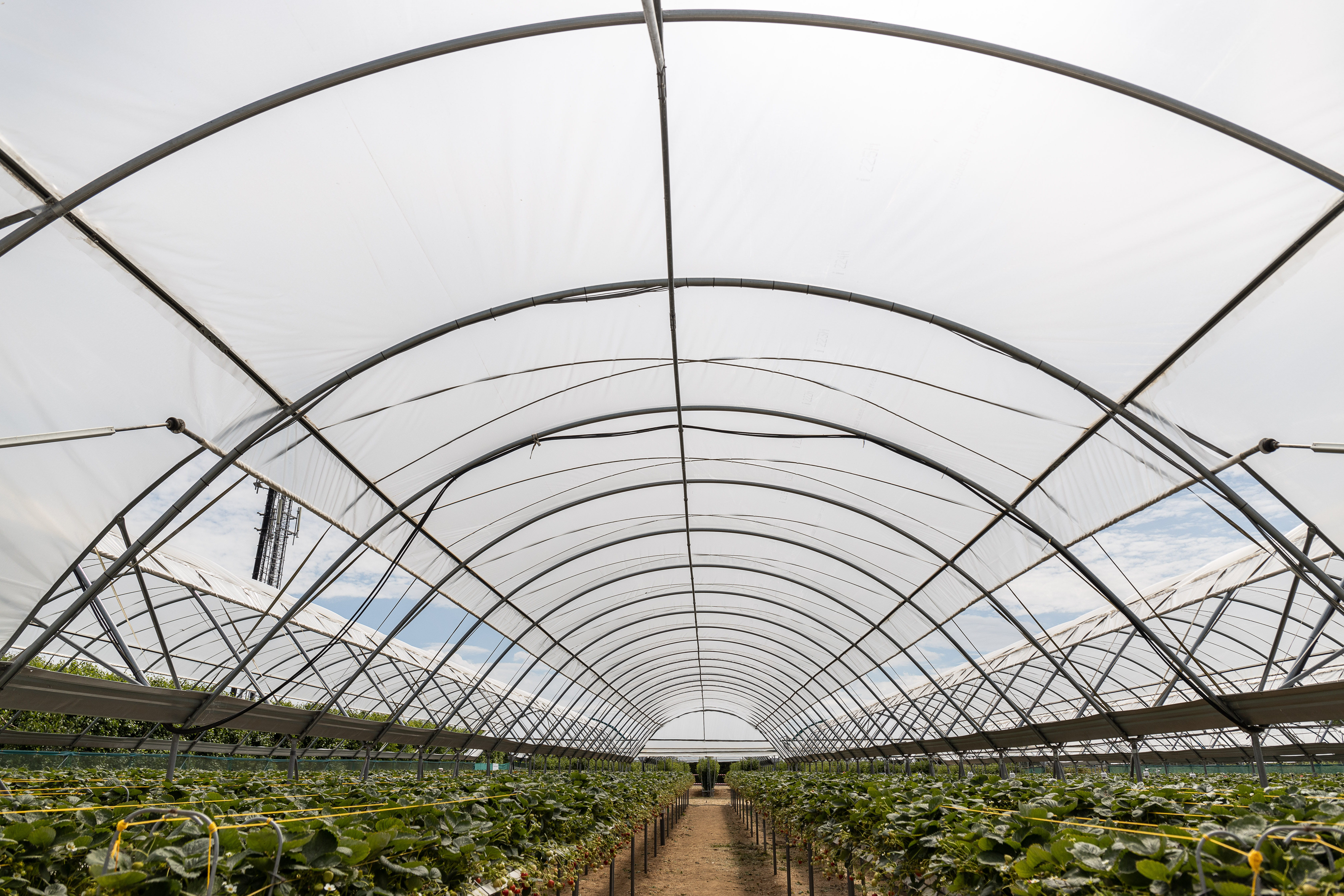  Yields differed between rows in a 6 row tunnel in the advanced area