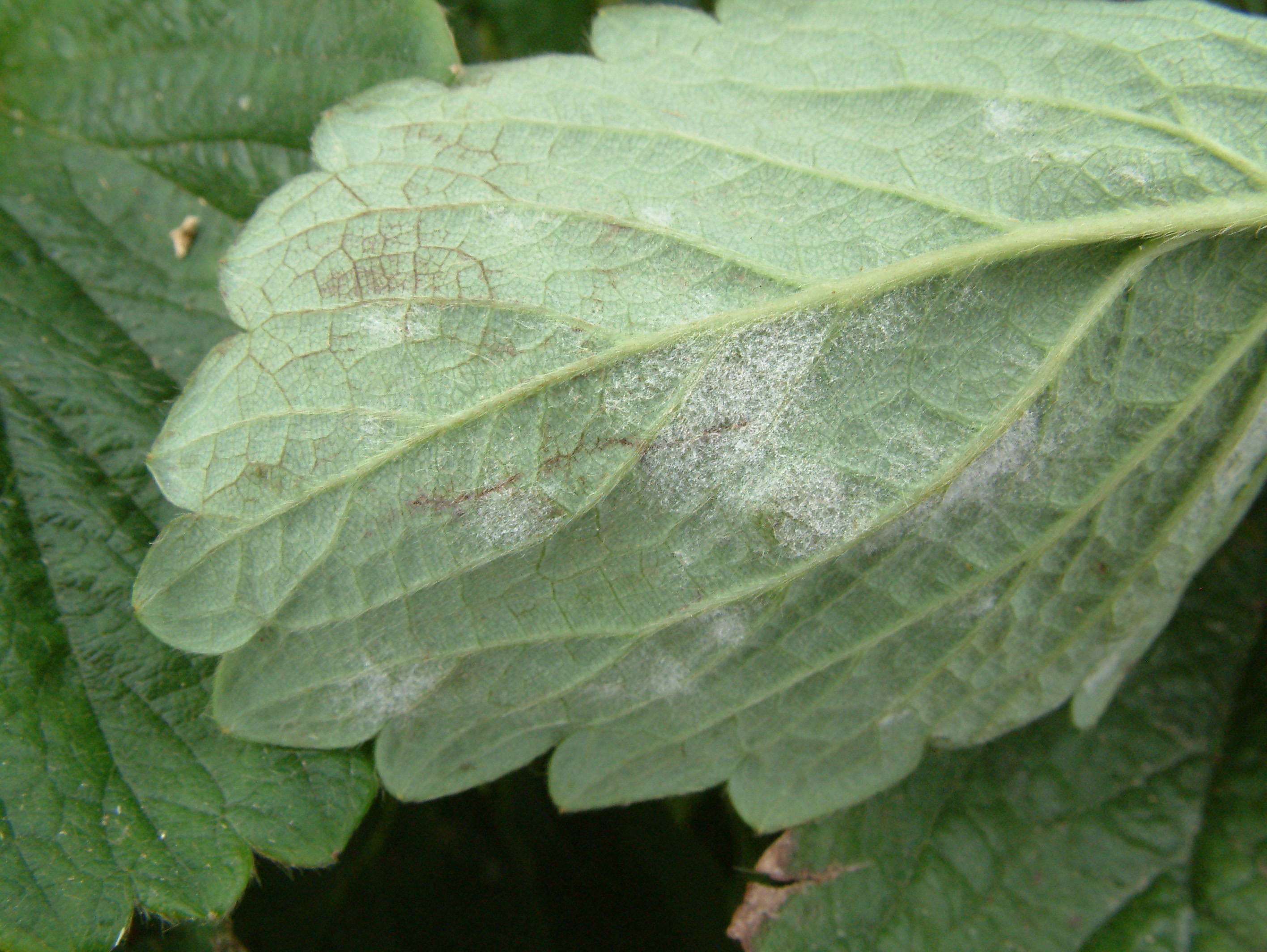 Strawberry powdery mildew