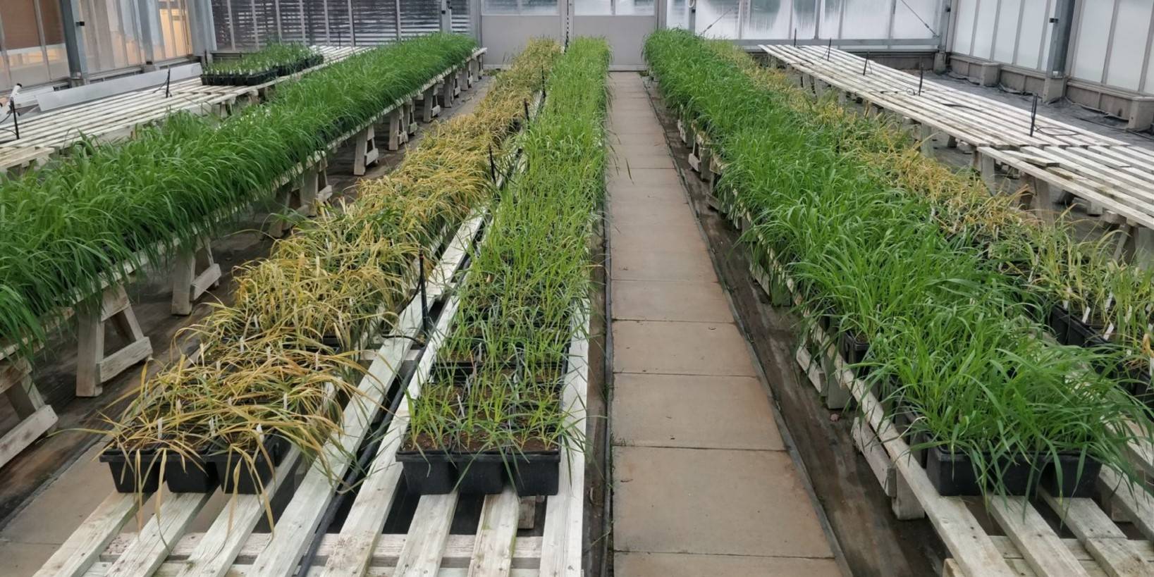 Wild oats growing in NIAB Glasshouses