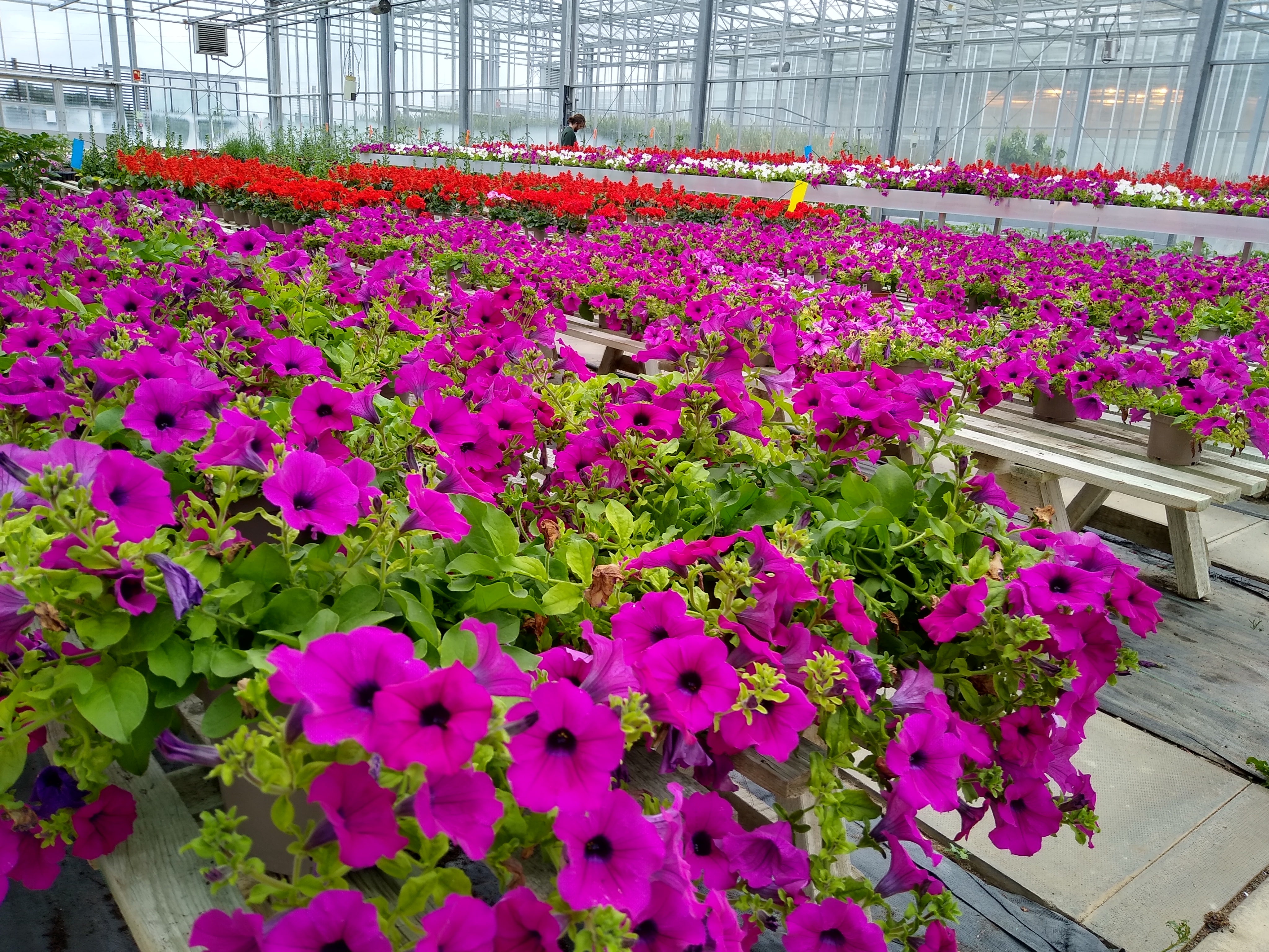 NIAB indoor seasonal glasshouse running spring trials looking at growing media formulations