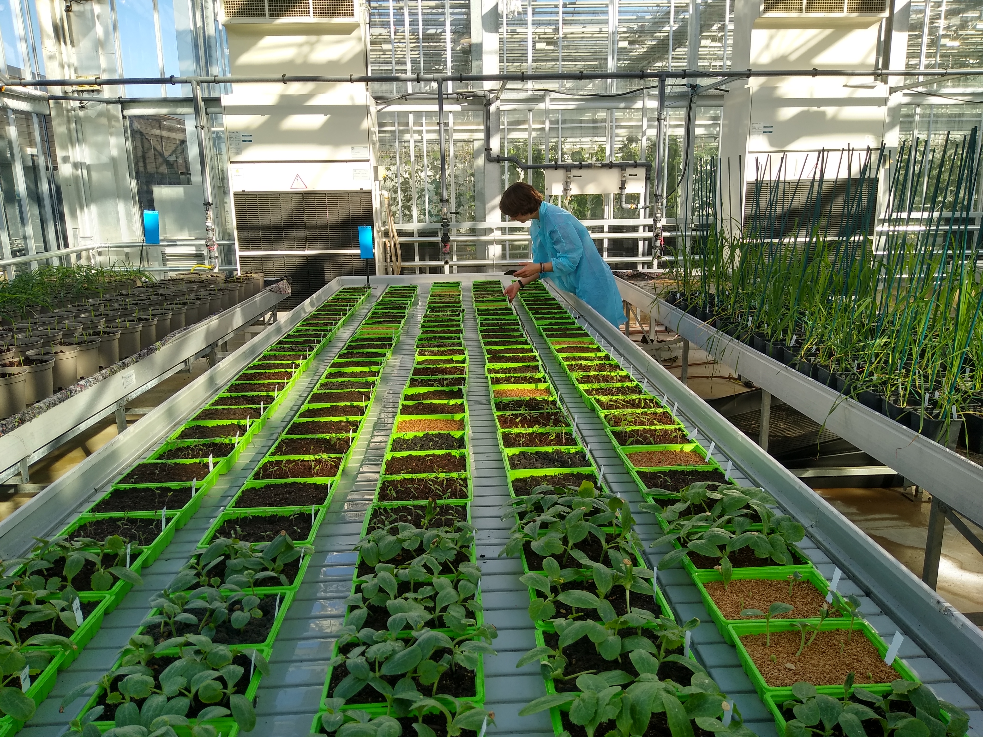 Propagation trial evaluating the development of peat free seed and cutting compost