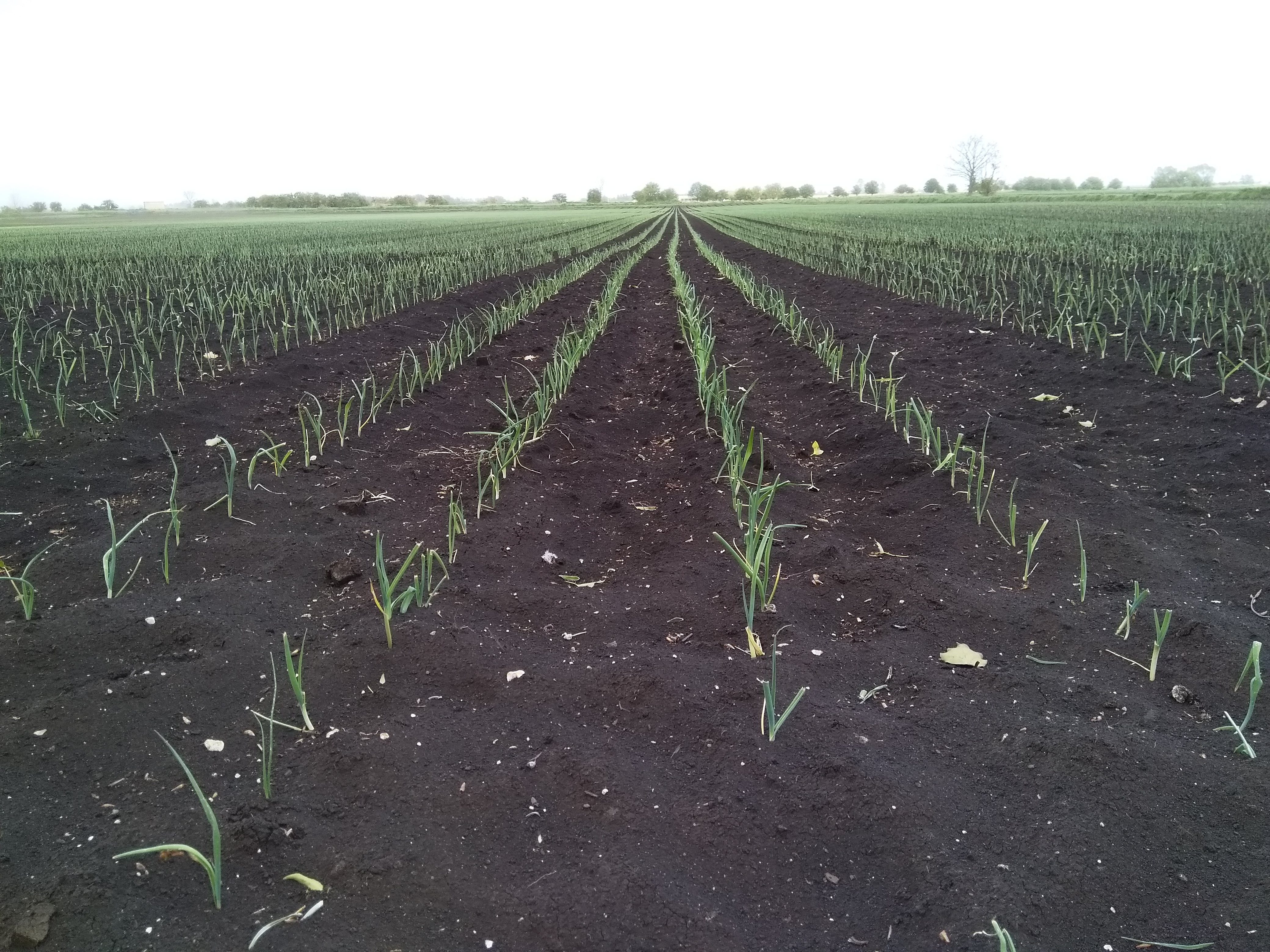 Leeks growing in black soil