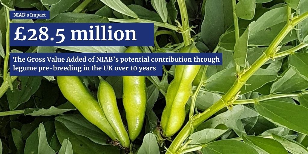 The combined Gross Value Added (GVA) attributed by the impact study to NIAB’s potential contribution through legume pre-breeding at UK level over 10 years was £28.5 million.