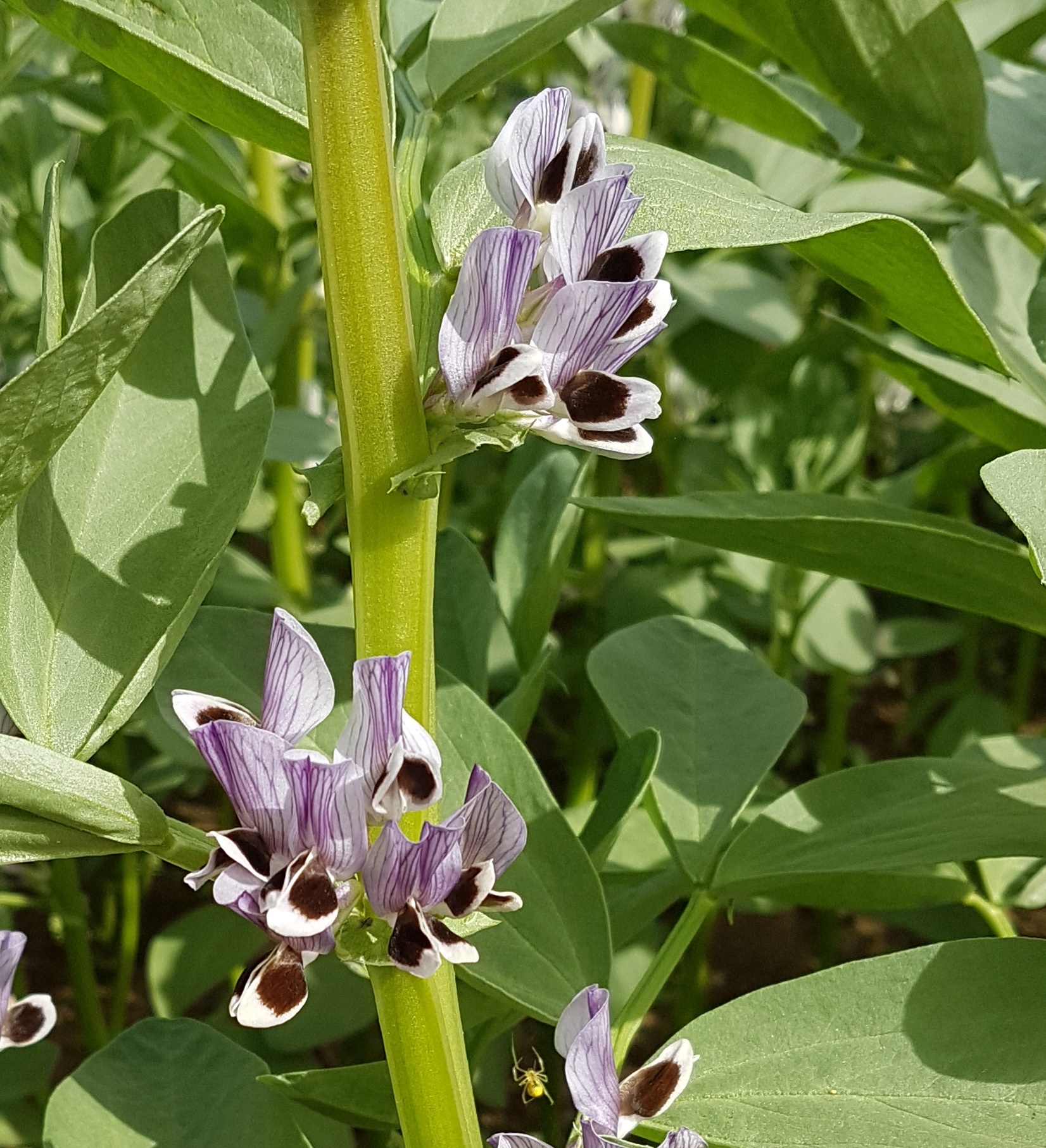 Field beans