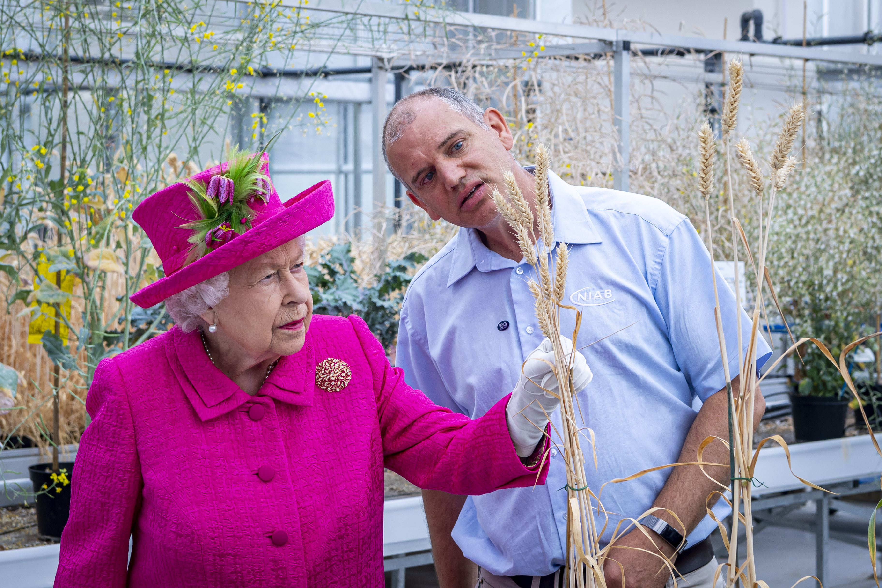 NIAB's Dr Phil Howell shows The Queen some wheat in the NIAB glasshouses