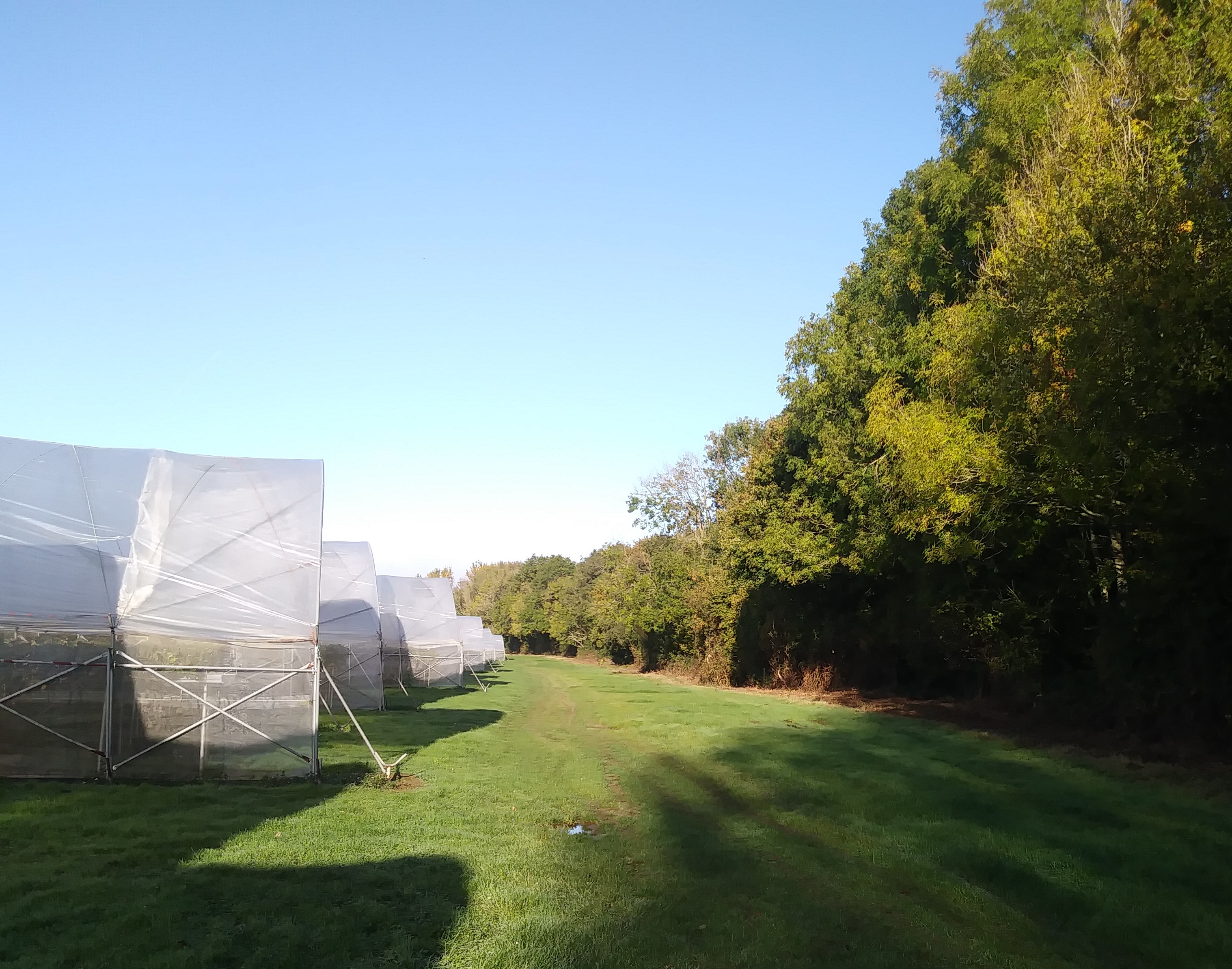 Precision monitoring crop-woodland adjacent to soft fruit crop