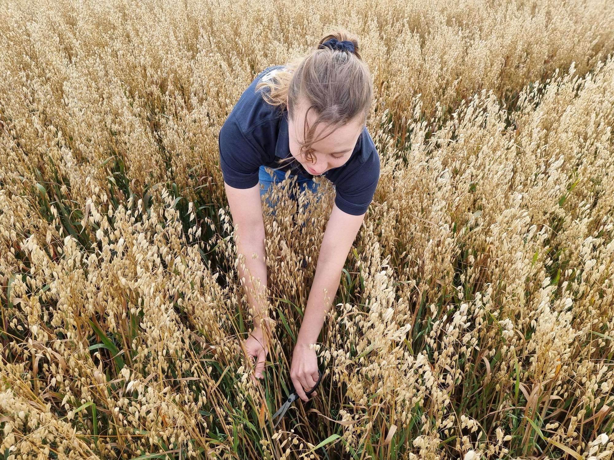 NIAB staff member Shona assessing oats