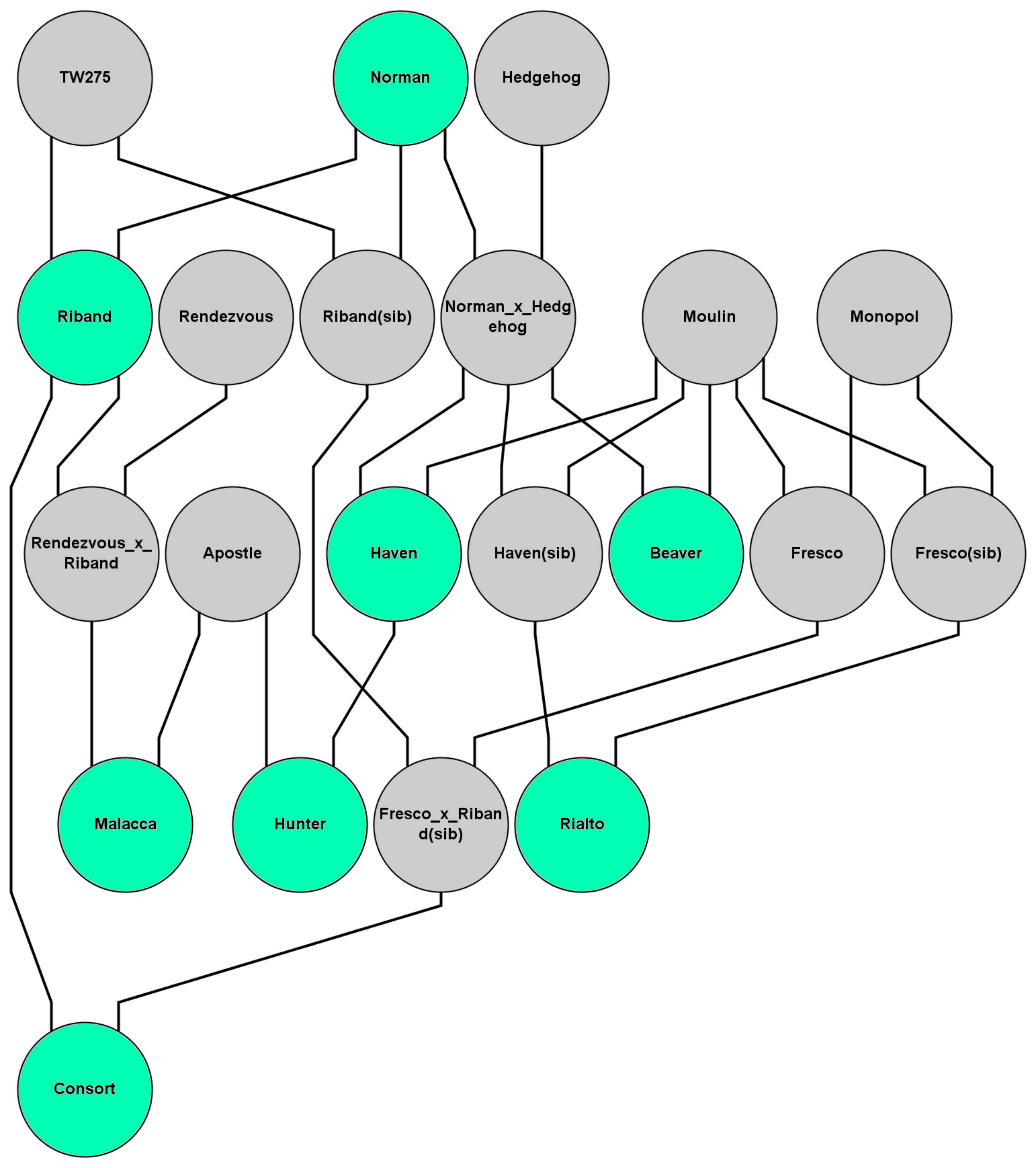 Pedigree showing close relationships among several popular varieties between 1990 and 2005