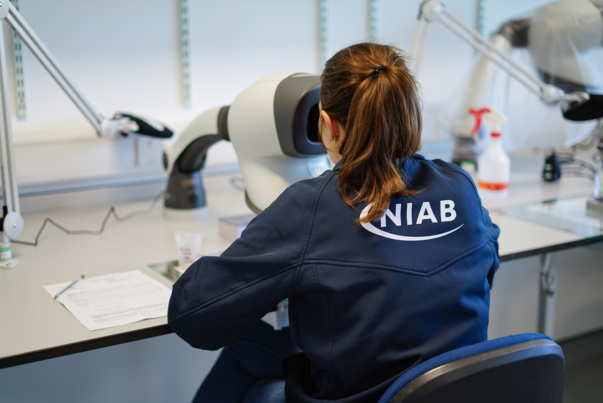 NIAB seed analyst evaluating a tetrazolium vigour sample 