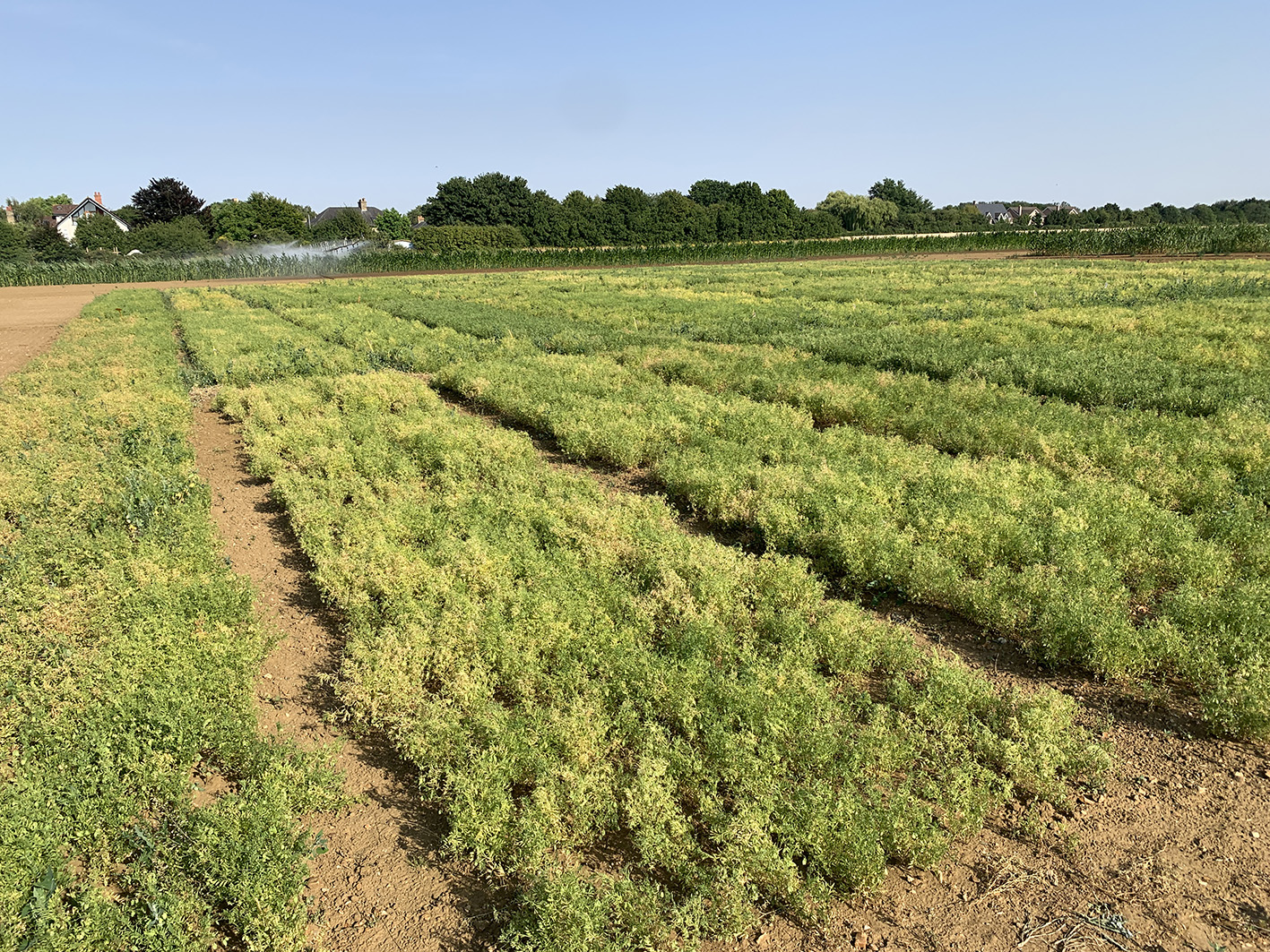Lentil trial at NIAB in Cambridge