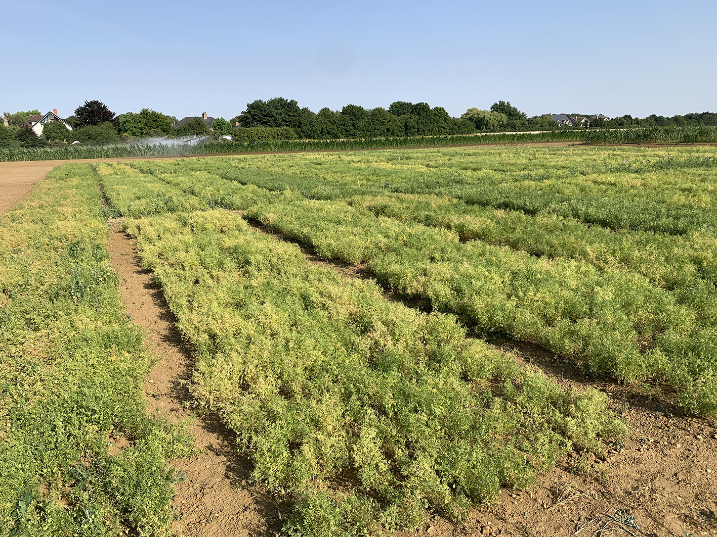 Lentil trial at NIAB in Cambridge