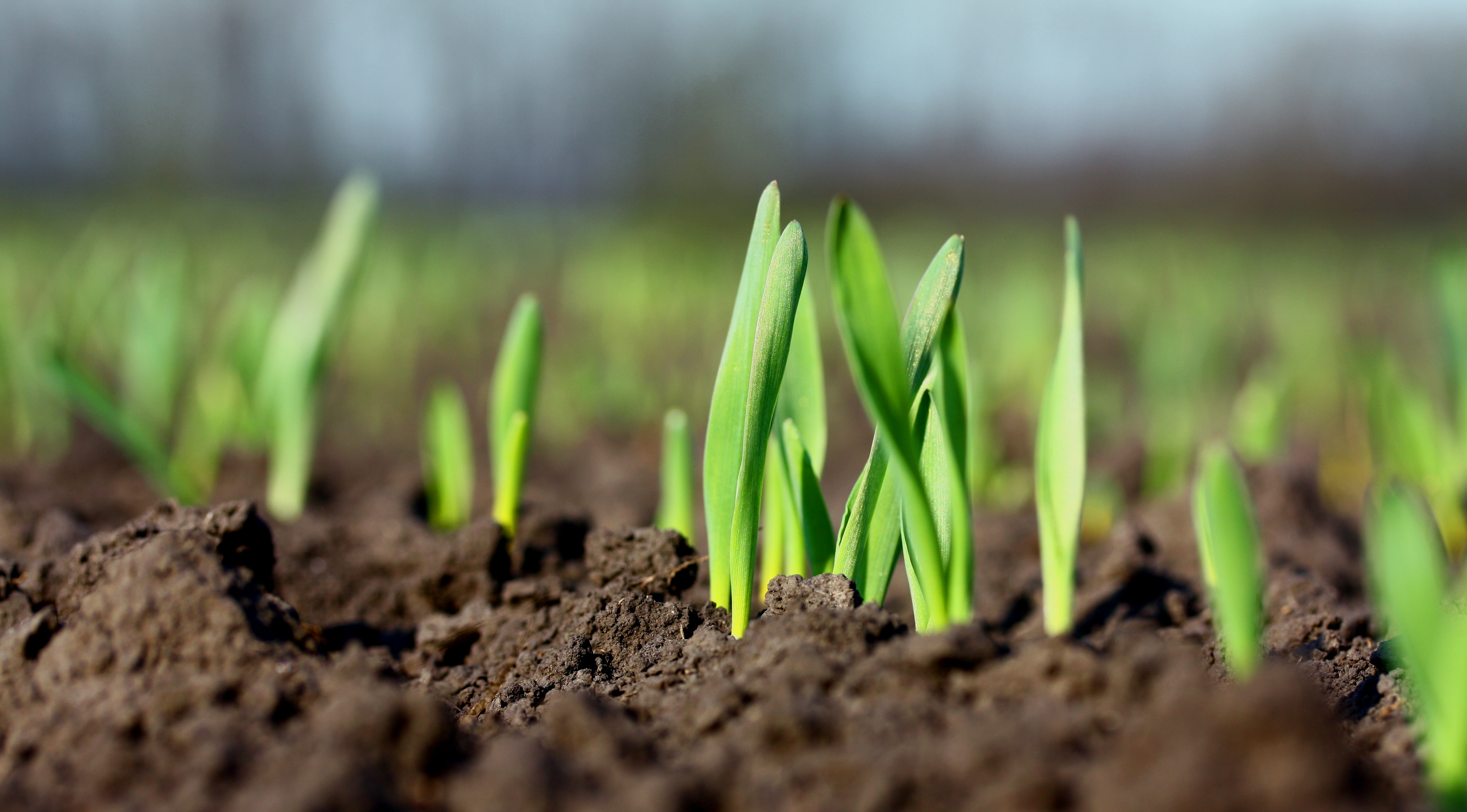 Growing crops