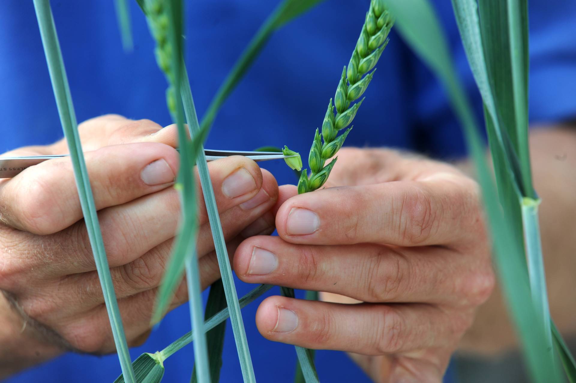 Crossing wheat