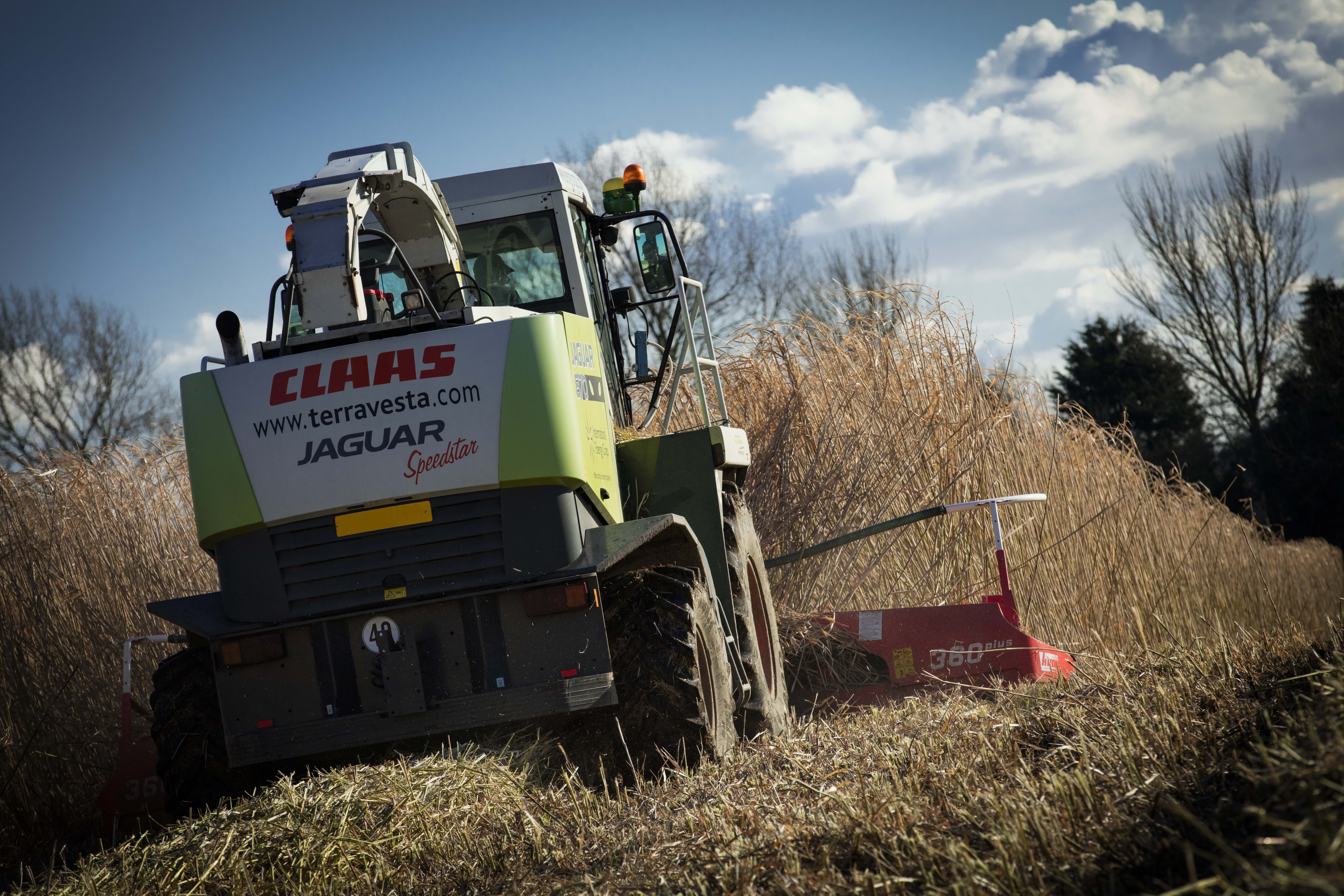 Harvesting miscanthus