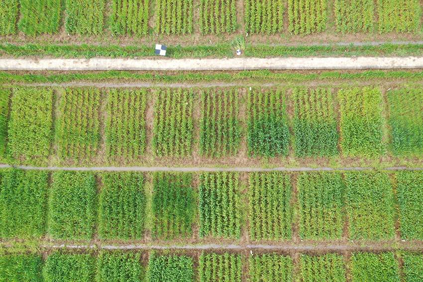 •	Screening Nitrogen Use Efficiency wheat lines using drones and AirMeasurer 