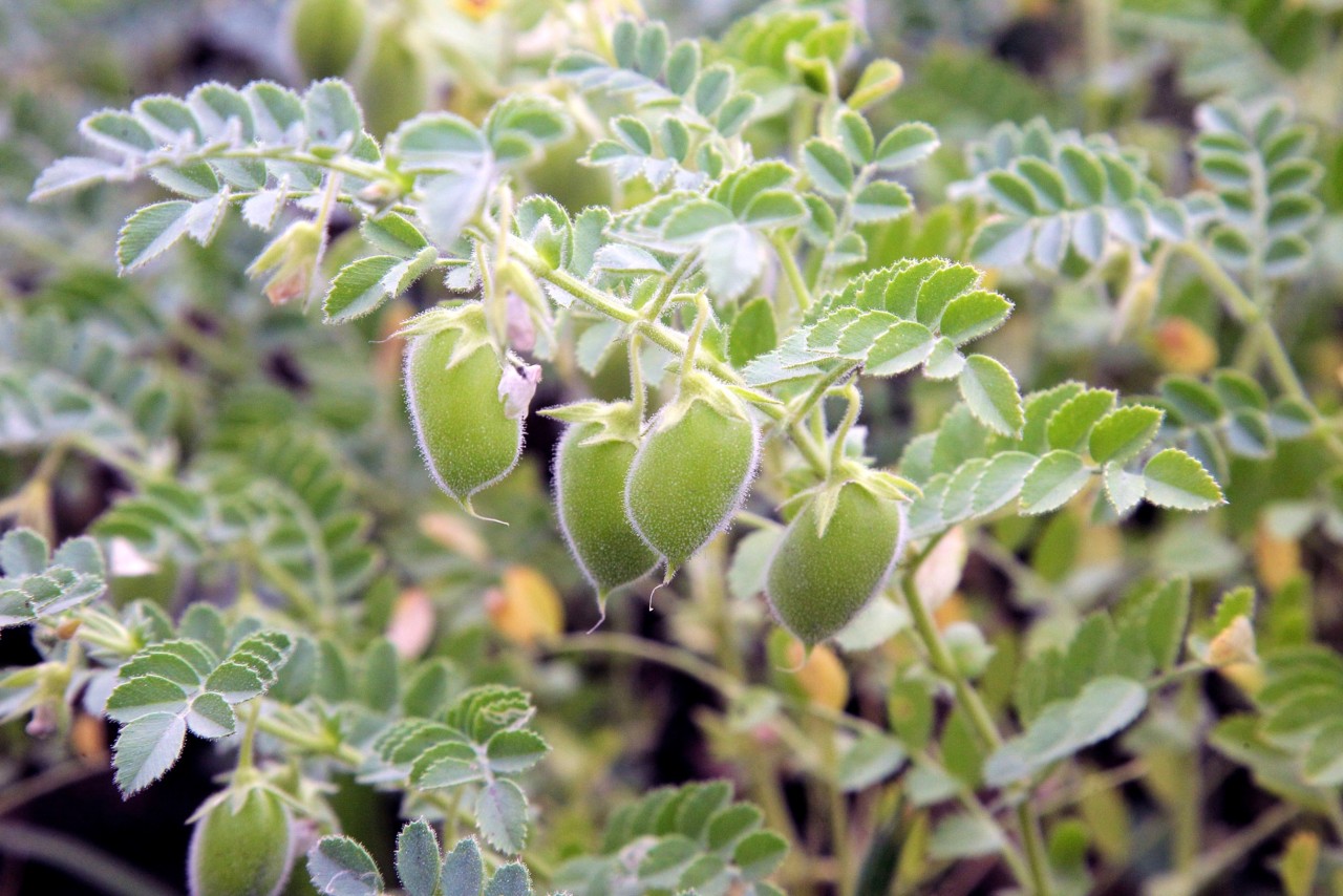 Lentils (Image from shutterstock.com)