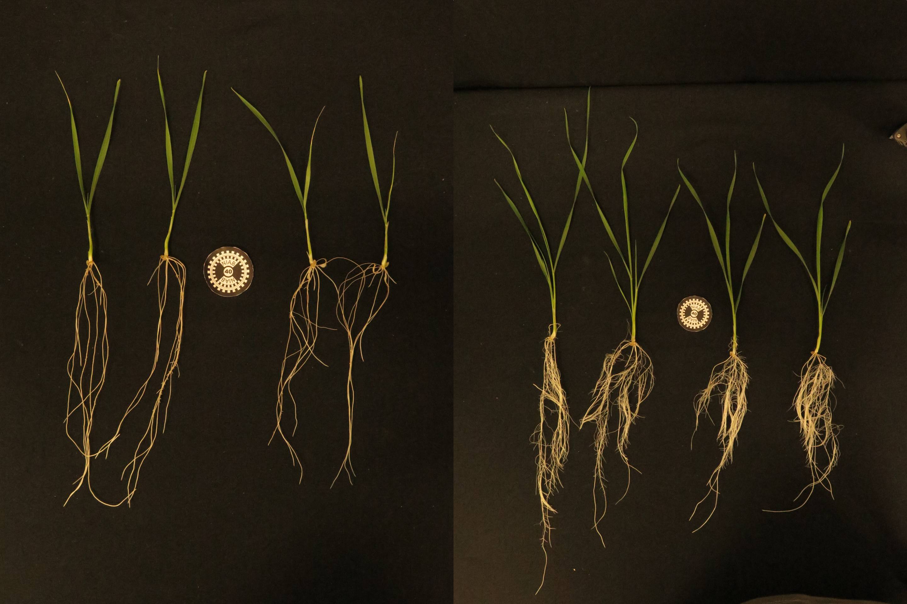 Wheat plants in nitrogen overexpression experiment