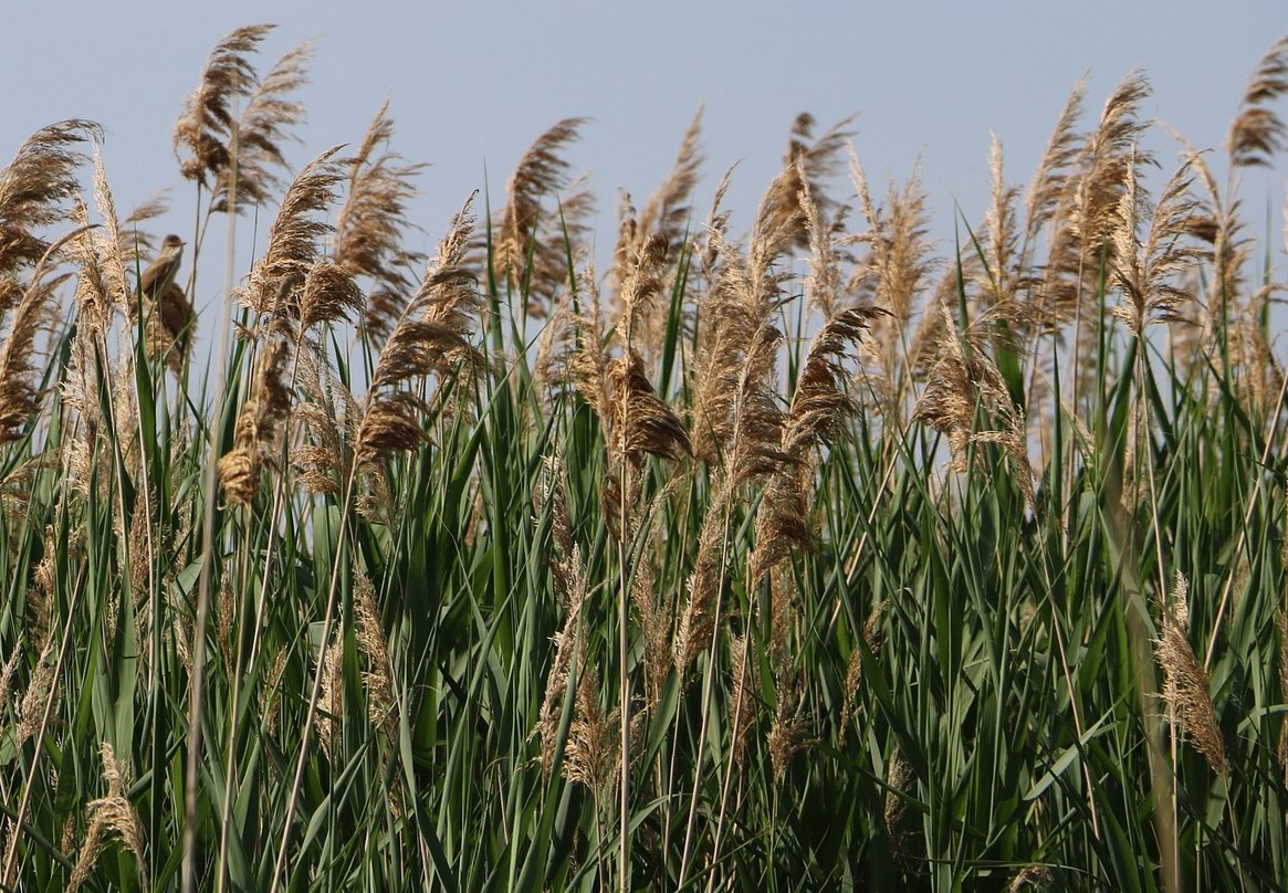 Common reed, Phragmites australis