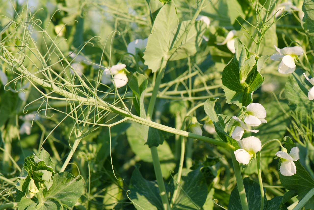 Lentil crop (Image from shutterstock.com)