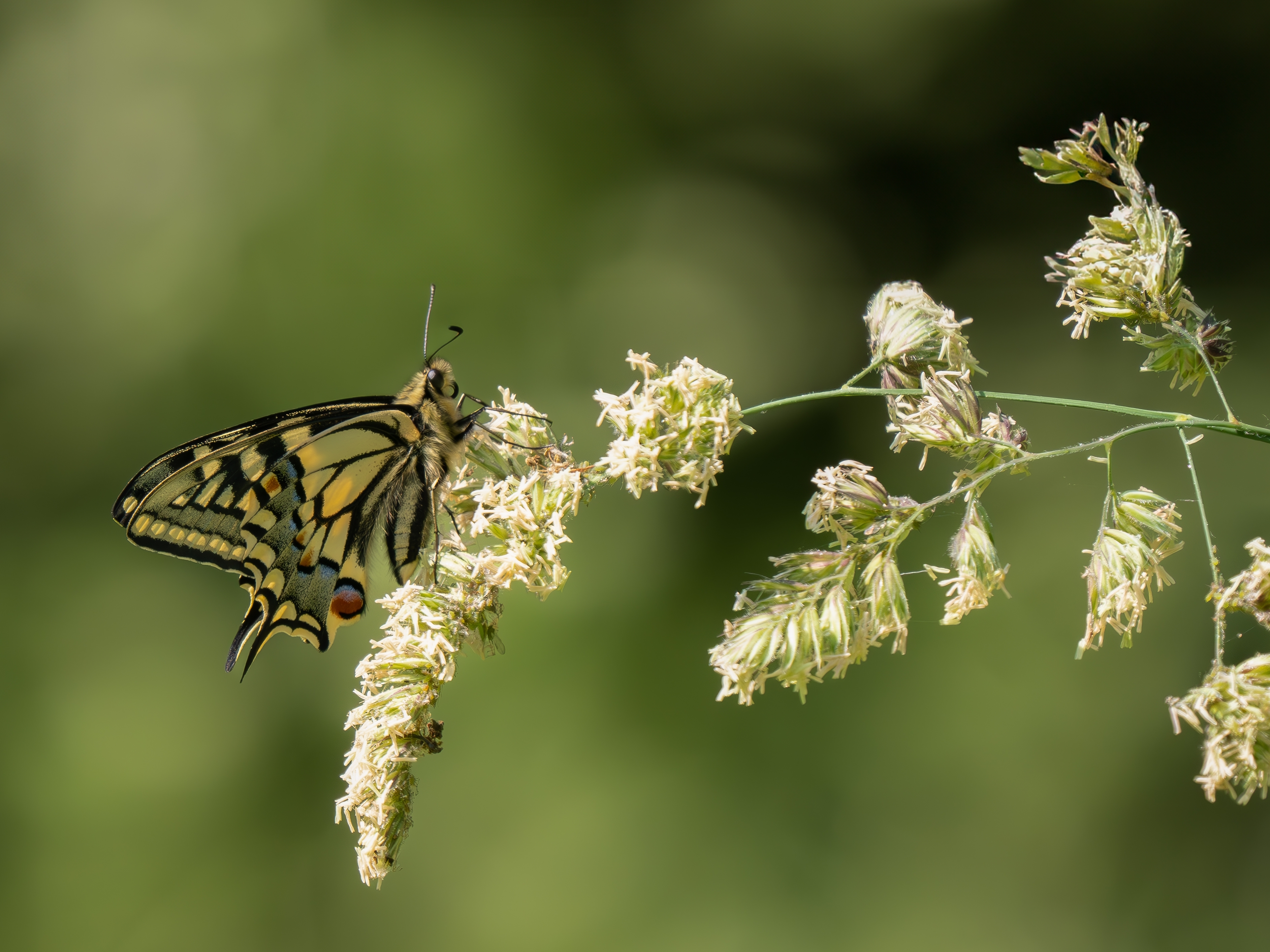 Swallowtail butterfly