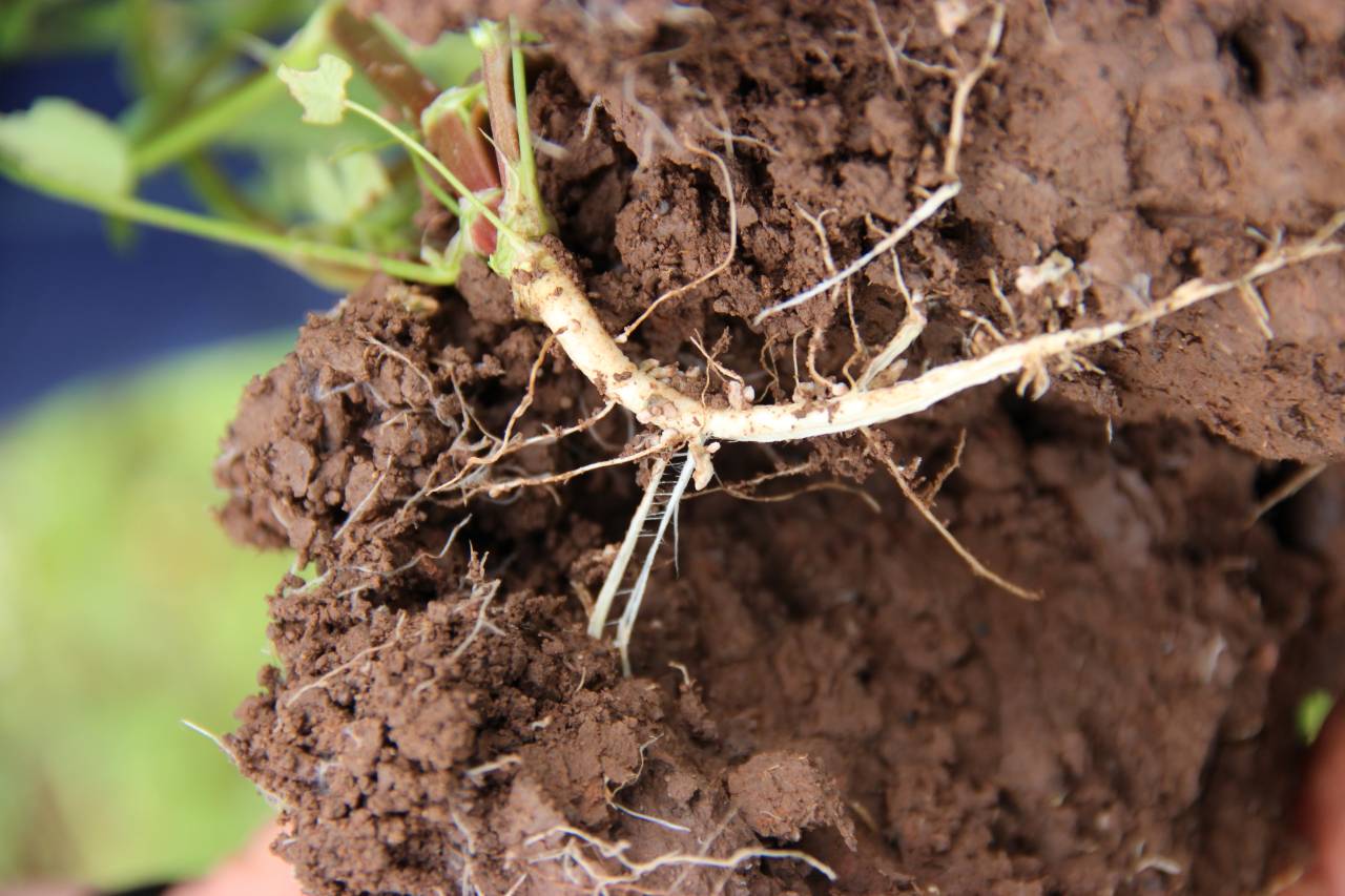 Close up of root in soil