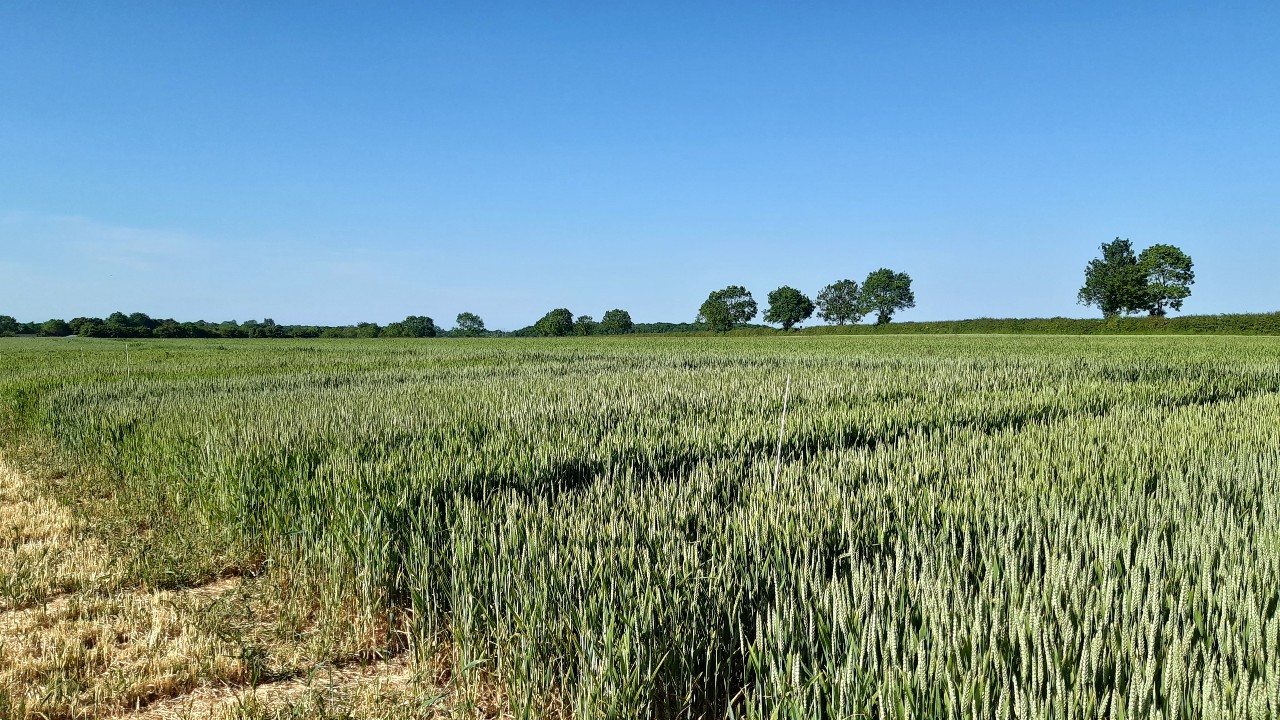 Wheat growing at Childerley, Cambridgeshire as part of NIAB trials