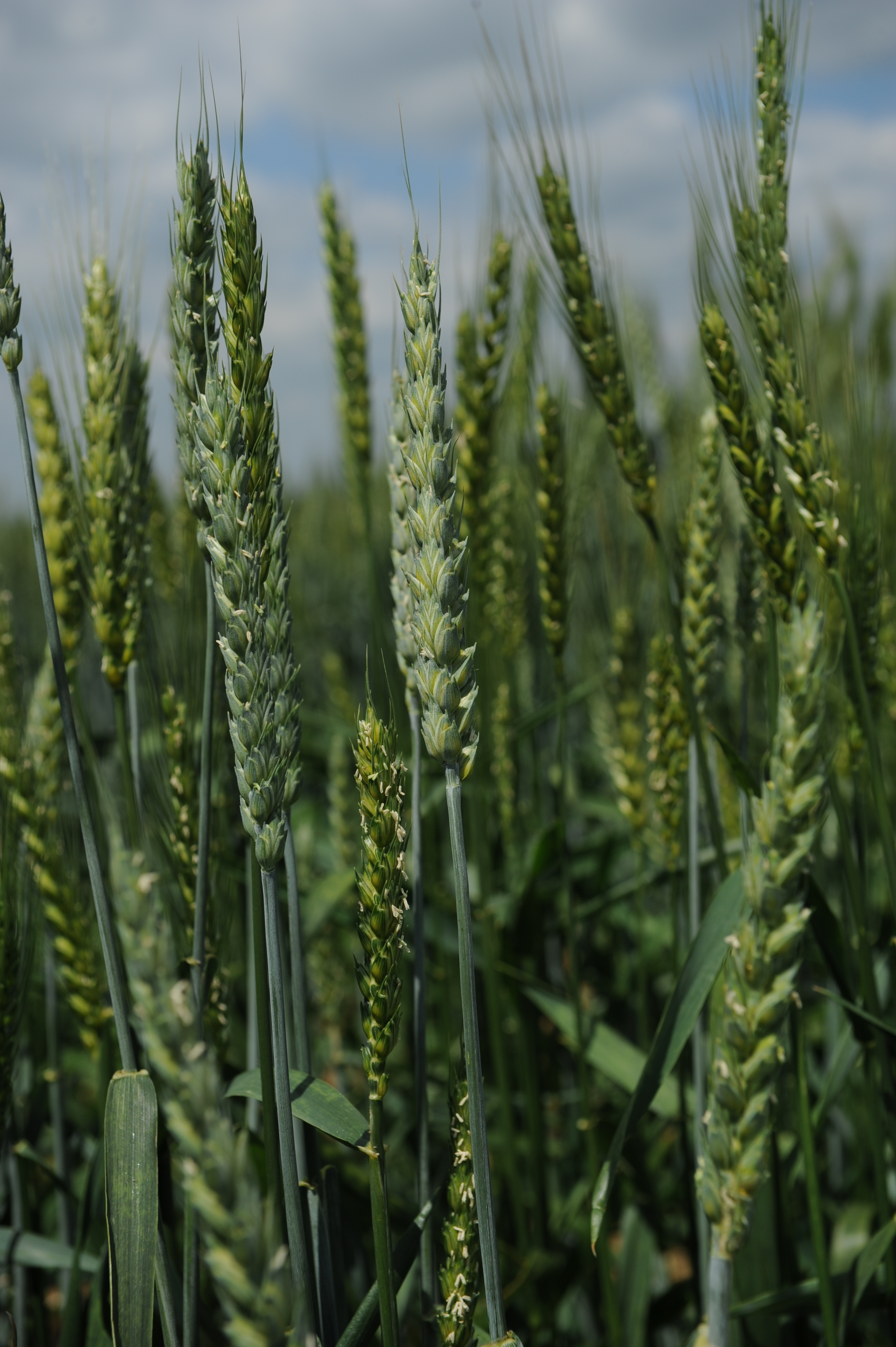 Plant breeding programmes producing new genetic diversity