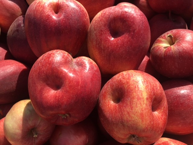  Forest bug damage to Gala apples