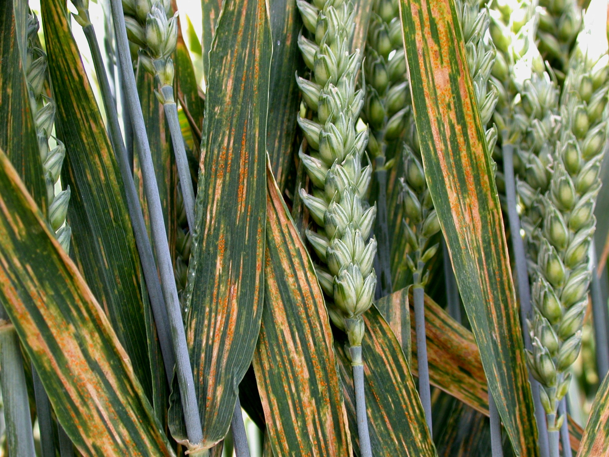 Yellow Rust in Wheat