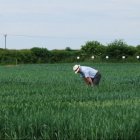 NIAB Headley Hall demo trials