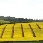 NIAB Callow winter oilseed rape trials