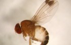 Adult male spotted wing drosophila with characteristic spots on its wings