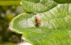 Spotted wing drosophilia on a leaf