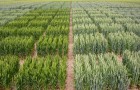 Contrasting winter wheat ear-rows