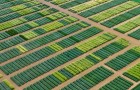 Winter cereal DUS trials at NIAB Park Farm on the outskirts of Cambridge