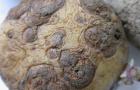 Powdery Scab disease on a potato
