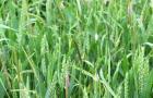 Black-grass in wheat