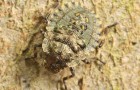 2nd instar nymphs are camouflaged on tree bark copyright Jonathan Michaelson