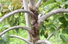 Typical canker damager causing death to an apple tree