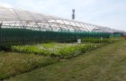 Wildflower strips next to strawberry growing area