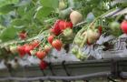 Strawberries growing in coir