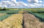 View of differing cereal plots