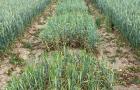 Wheat experiment growing in a field