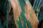 Septoria on a wheat leaf