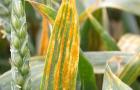 Yellow Rust in Wheat