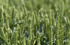 Wheat growing in a field